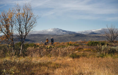 Mountain hiking in Fjällnäs