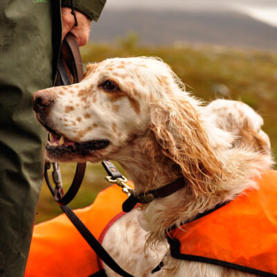 Grouse hunting with pointing dogs in Fjällnäs