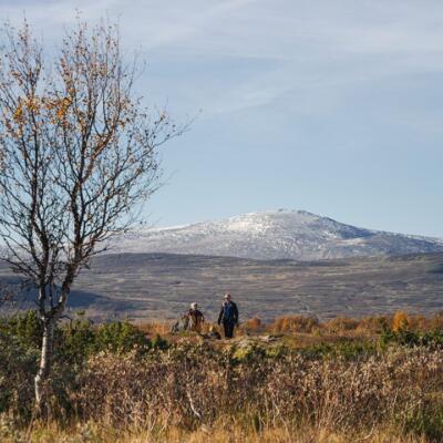 Vandra i Fjällnäs