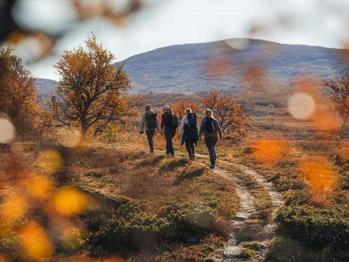 Fjällvandring i Fjällnäs